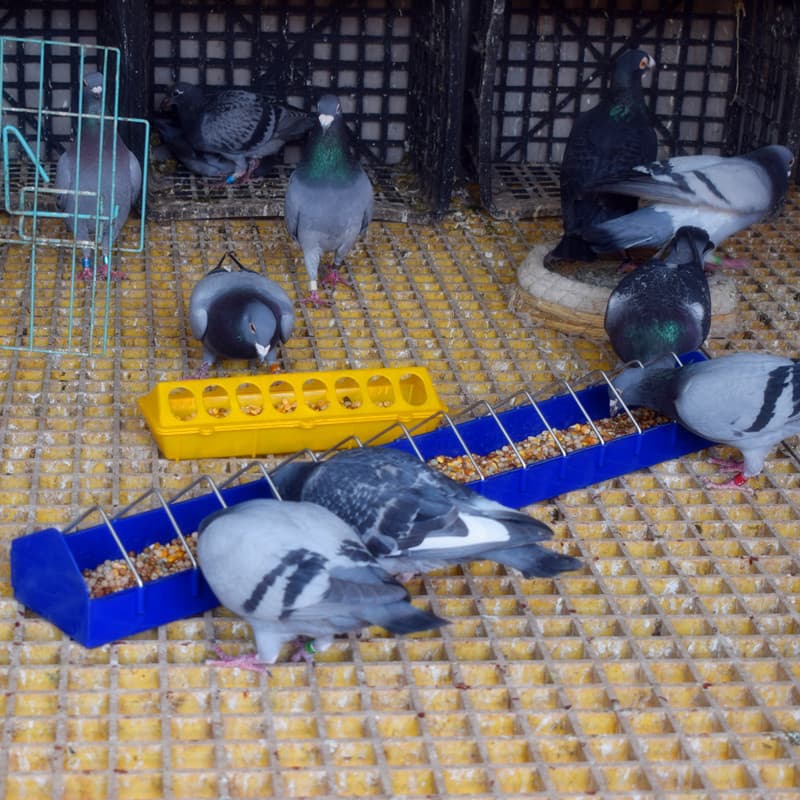 Pigeon Feeder Long Blue Plastic Trough Pigeon Food Container Racing Pigeon Feeder