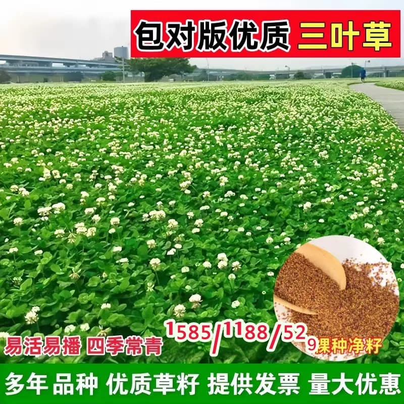 White Clover Seeds, Red Clover Seeds, Clover Seeds, Lucky Clover, Evergreen, Cold-Resistant, Lawn Grass Seeds