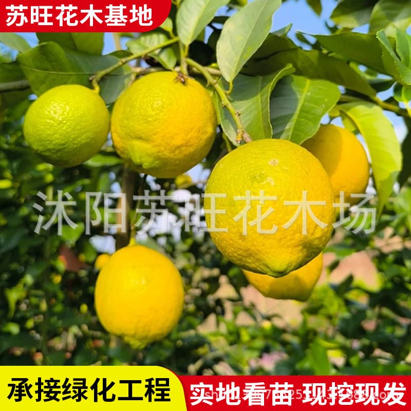 Edible lemon saplings, four-season lemon trees, authentic perfume lemon saplings, potted ground-planting fruit saplings that bear fruit in the current year