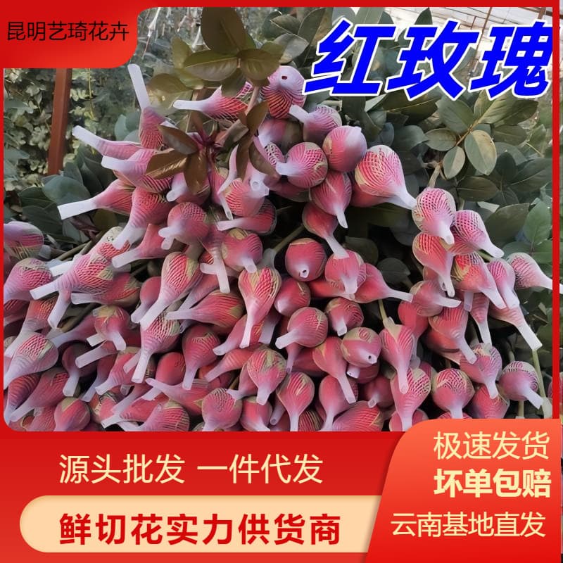 Red Roses Direct from Yunnan Flower Farm for Wedding Cars, Valentine's Day Flowers Wholesale Flower Gifts