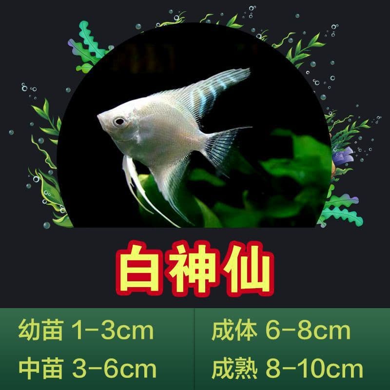 Colorful angel fish, small freshwater fish, red-headed three-color black and white fish, small and medium-sized tropical fish, ornamental fish, swallow fish