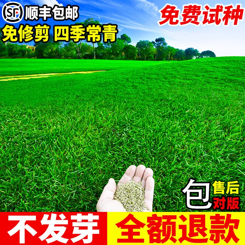 Lawn grass seeds, evergreen, cold-resistant, drought-resistant, slope protection, Manila bermudagrass, greening, dwarf turf grass seeds.