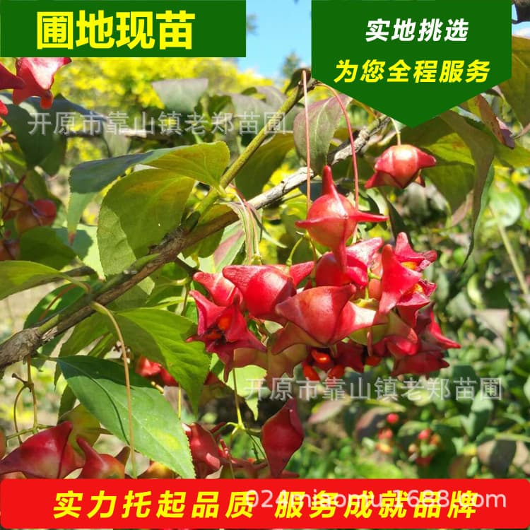Professional Breeding: Golden Hanging Butterfly Scions, Precious Ornamental Fruit Species - Northeast Golden Thread Butterfly.