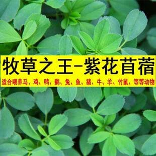 Alfalfa Seeds Perennial Forage Grass Seeds for Feeding Cattle, Sheep, Goats, Chickens, Ducks, Geese, Grass Carp, Four Seasons Planting