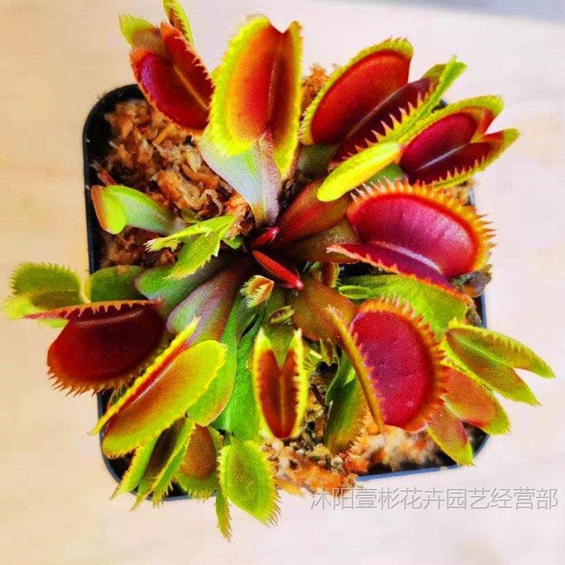Venus Flytrap Pitcher Plant Carnivorous Plant Mosquito Repellent Plant Mosquito Trap Plant Extra Large Insectivorous Plant Fun Potted Plant