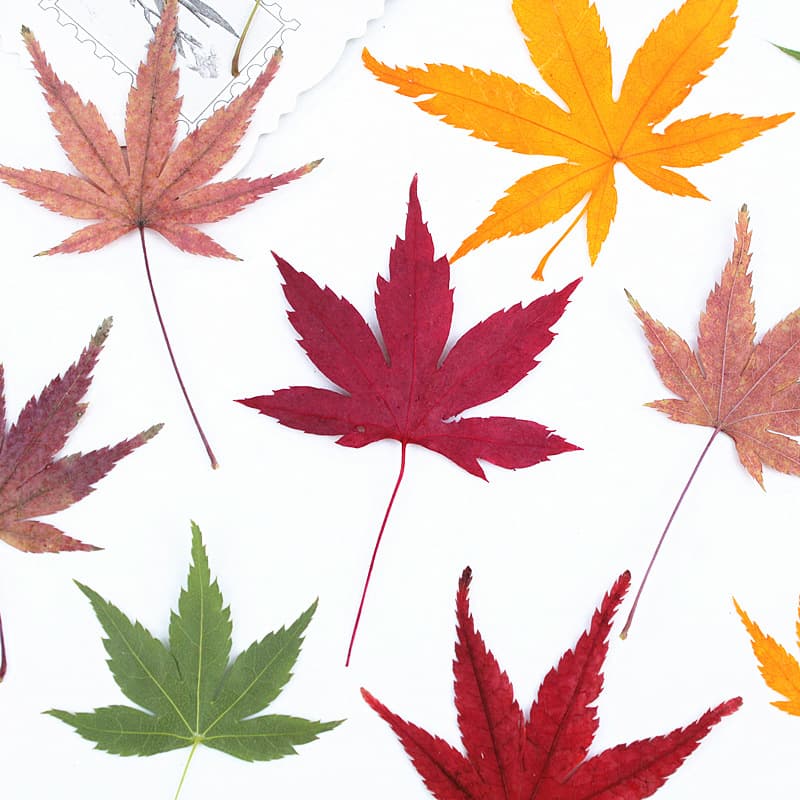 Maple Leaf Plant Specimen Dried Flower Pressed Flower Handmade DIY Phone Case Bookmark Real Leaves Real Flower Leaf Stickers Wholesale