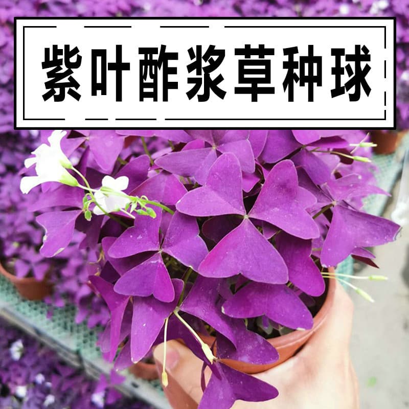 Purple-leaved oxalis bulbs, green leaves, red flowers, oxalis potted plants, four-season seedlings, cosmos, sunflower seeds