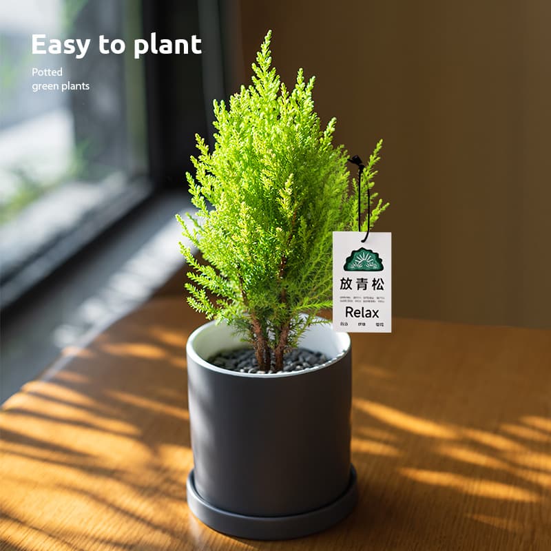 [Relax] Small Fragrant Pine Christmas Tree Green Plant Cypress Office Desk Plant Potted Holiday Gift Giving