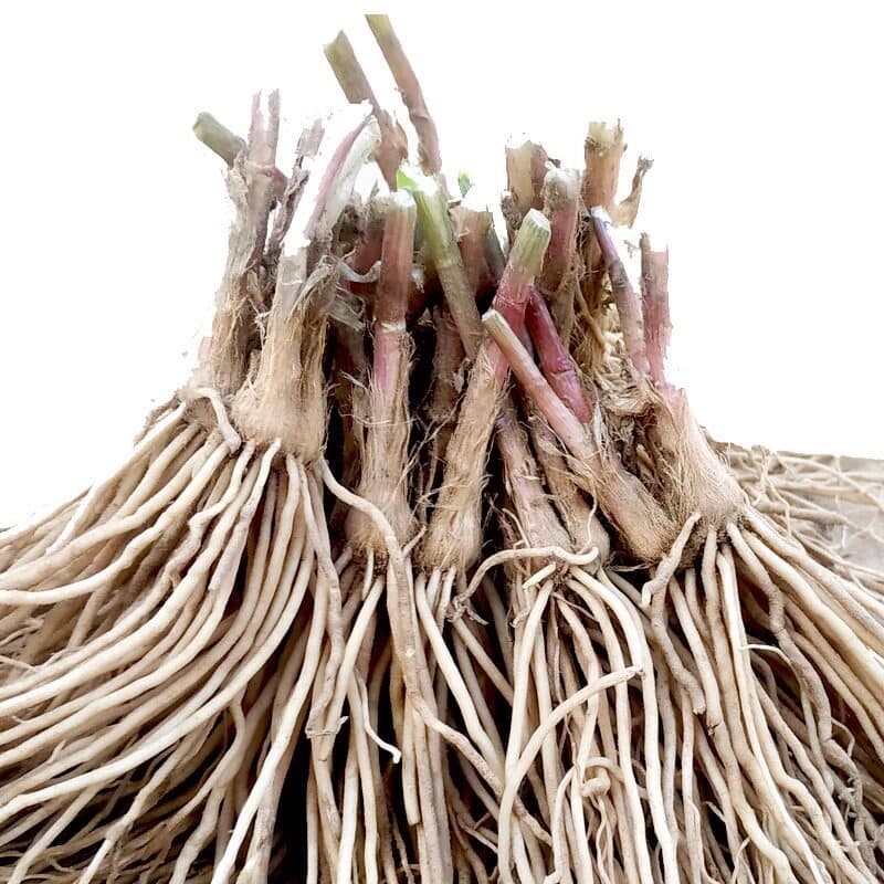Freshly dug four-season chive root seedlings with soil, red-root large-leaf broad-leaf farm chive roots