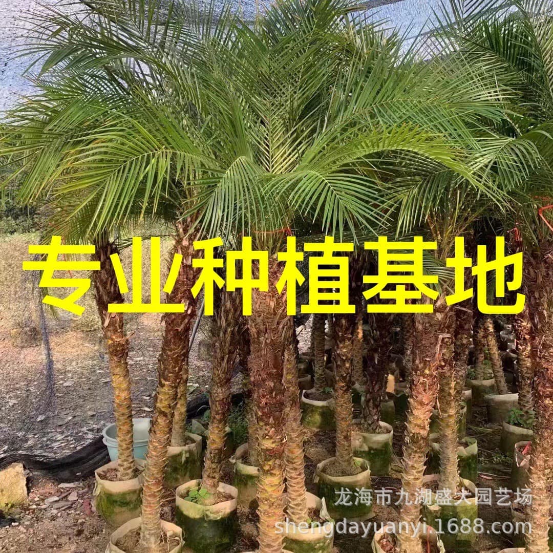 Fujian Shengda Horticulture Wholesale Beautiful Needle Palm: Transplanted Beautiful Needle Palm Price Quote