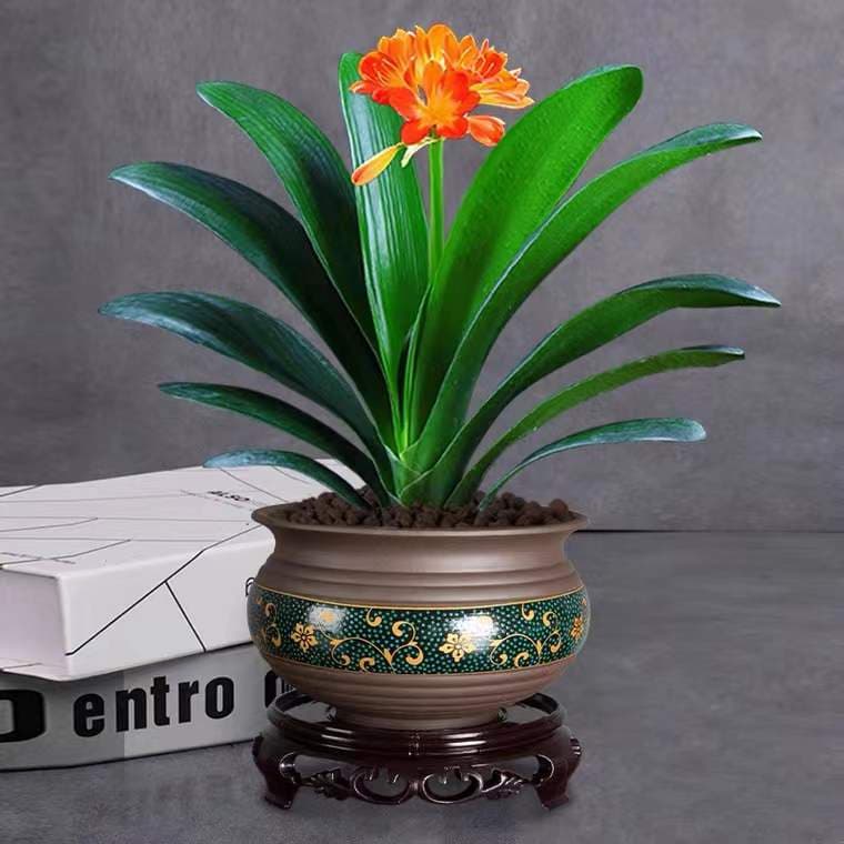 Four Seasons Clivia Potted Indoor Plant with Flower Buds, Premium Indoor Greenery, Easy to Grow, Round Head Monk Evergreen