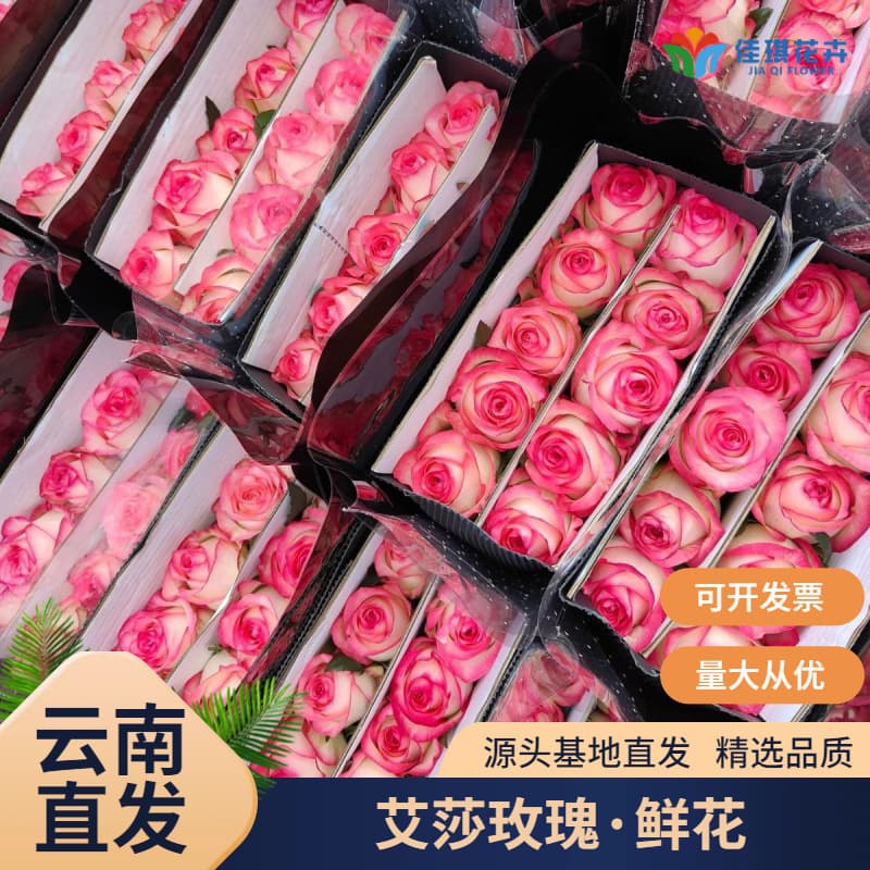 Aisha Rose Bicolor Roses Aisha Fresh Cut Flowers Yunnan Direct Wholesale Festival Event Decoration Fresh Cut Flowers