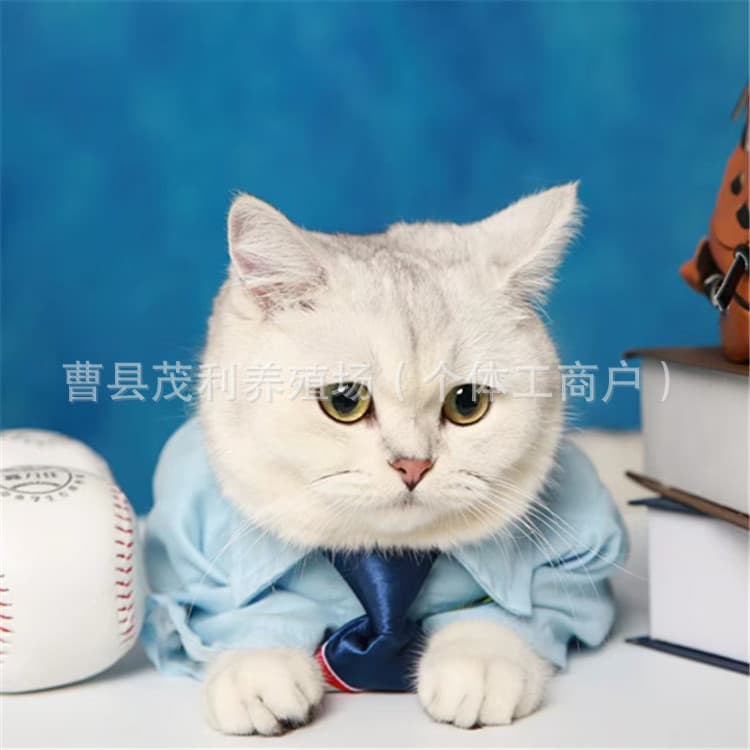 British Shorthair Silver Shaded Kitten Live Purebred Silver Shaded Munchkin Cat Live Animal
