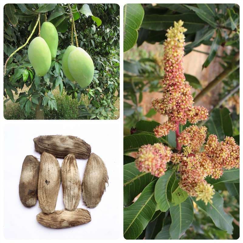 Mango Seeds, Mango Tree Seeds, Mameng, Mengguo, Mangguo, Wangguo, Miwang, Miwangzi, Suan, Fansuan, Seedlings, Four Seasons