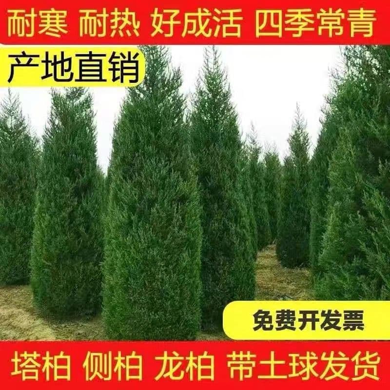 Pagoda cypress saplings, pine saplings, arborvitae saplings, dragon cypress saplings, cypress saplings, evergreen pagoda pine seedlings all year round