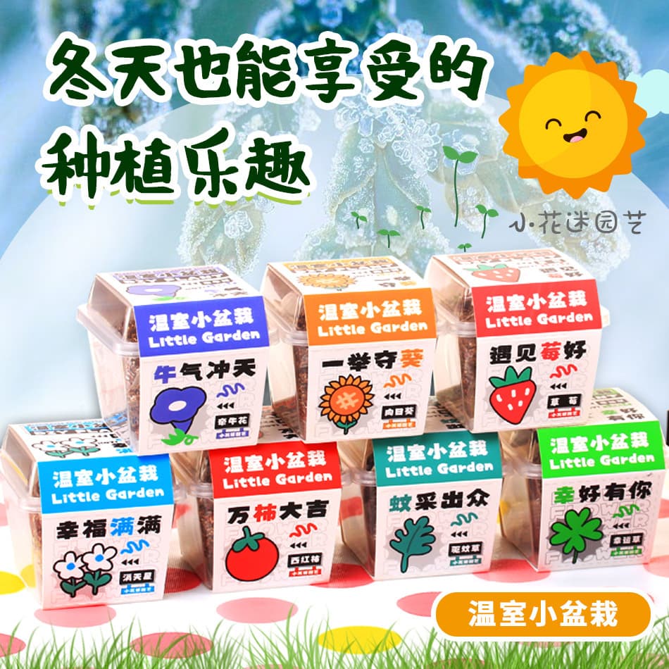 Plant Blind Box Mini Potted Plant for Children and Students Planting Observation Box Wholesale Kindergarten Gift