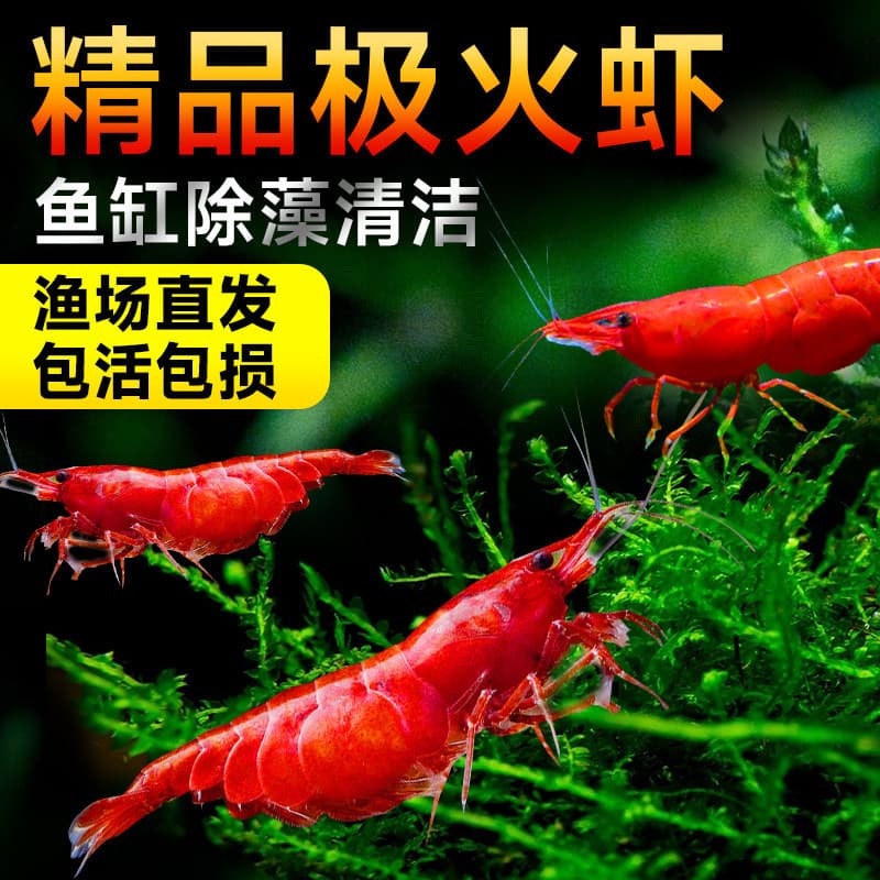 Fire Red Shrimp Live Freshwater Cold Water Algae-Eating Shrimp Large Multicolor Rice Shrimp Sakura Crystal Shrimp Cleaner Shrimp