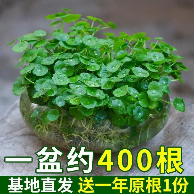 Hydrophila with Leaves, Water Cultivation Potted Plant, Indoor Small Green Plant, Aquatic Money Grass Seeds, Four Seasons Easy to Grow