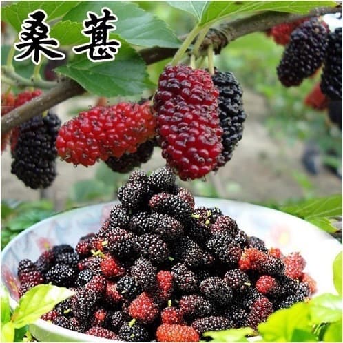 Mulberry Seeds, Large-Leaf High-Yield Agricultural Mulberry, Silkworm Mulberry, Feed Mulberry, Gui Mulberry, Four-Season Planting Wild Mulberry Seeds