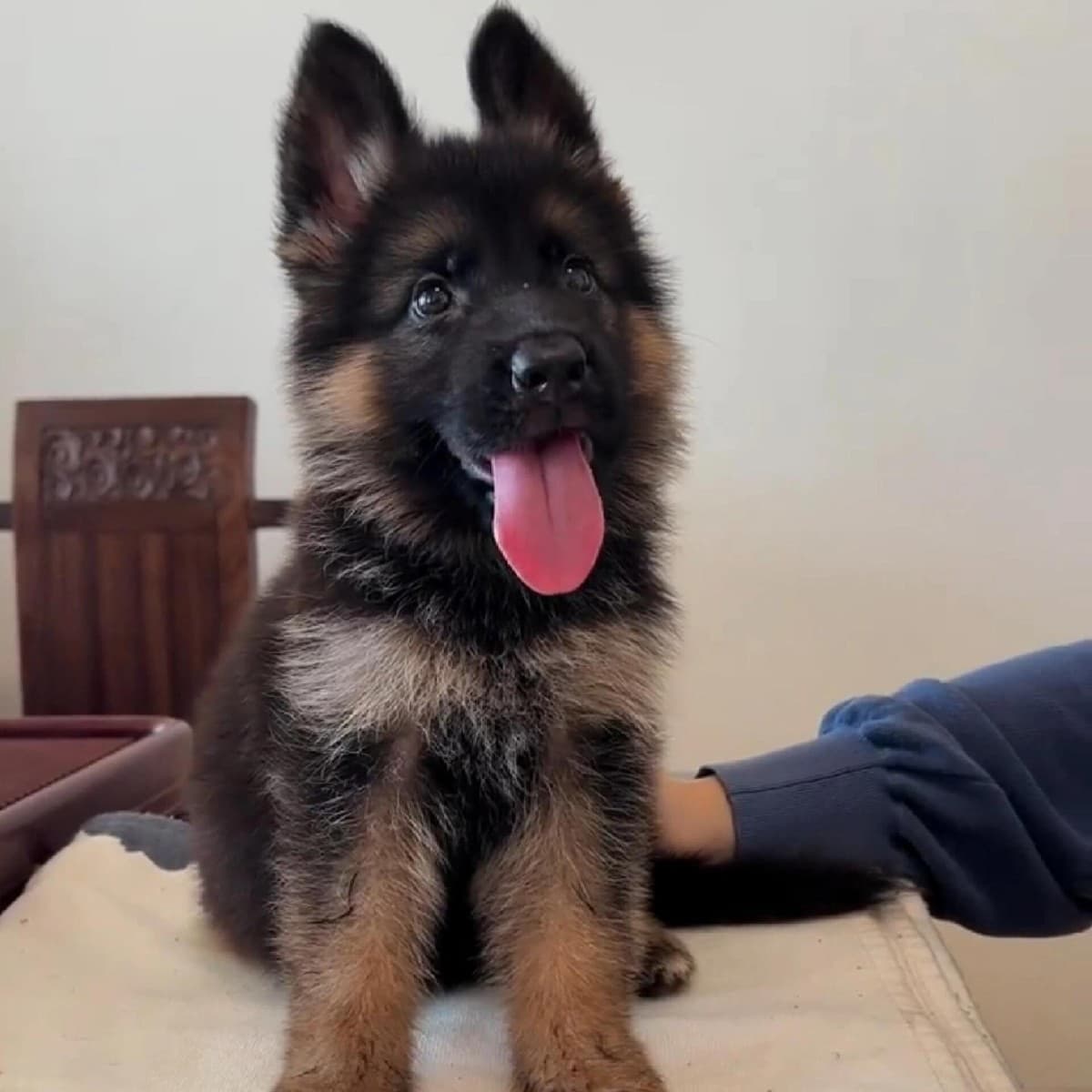 Purebred German Shepherd Puppy, Working Dog Bloodline, Police Dog, Black Back, Show Grade, Sloping Back, Wolf Dog, National Shepherd Dog, Watchdog, Authentic