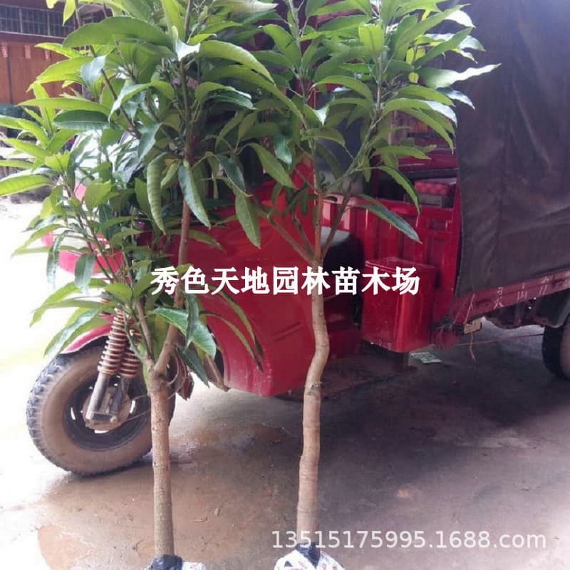 Guangxi Grafted Mango Tree Seedlings - Guifei Mango, Four-Season Mango, Jinhuang Mango Tree Saplings for Southern Regions, Fruit-Bearing in the Same Year, Suitable for Potted or Ground Planting