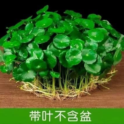 Large-Leaf Pennywort with Leaves, Small Green Hydroponic Plant, Easy to Grow in All Seasons, Soil-Grown Indoor Potted Plant, Large-Leaf Money Grass