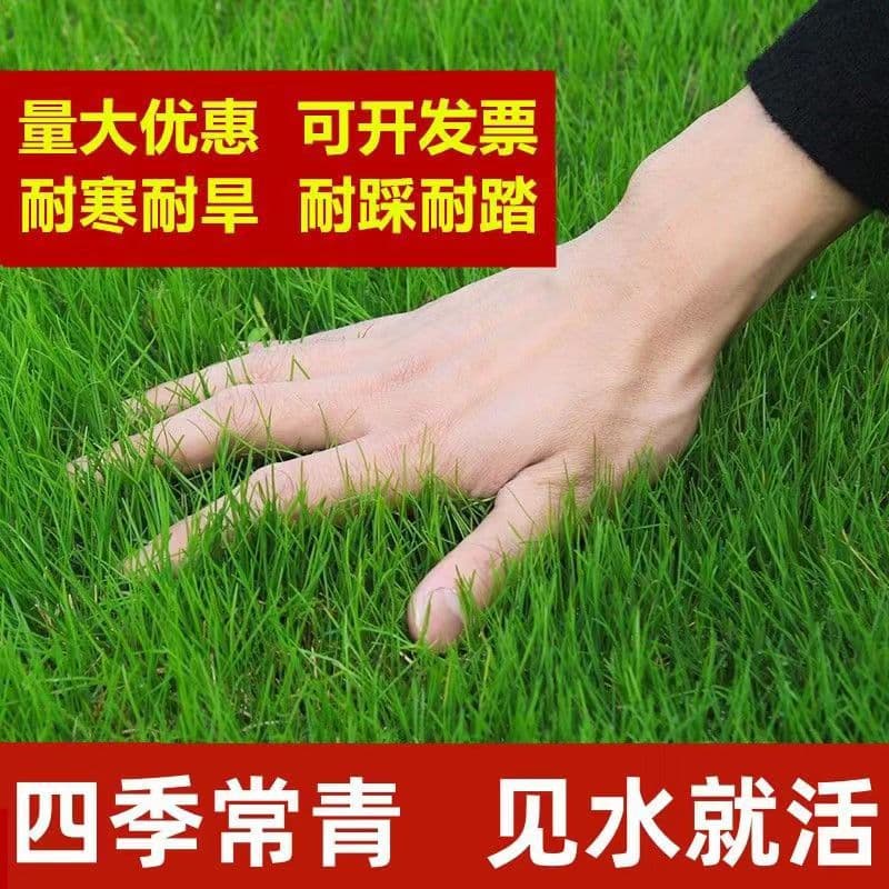 [Lawn Seeds] Lawn Seeds Grass Seeds Taiwan Four Seasons Green Dwarf Carpet Grass Seeds Lawn Seeds