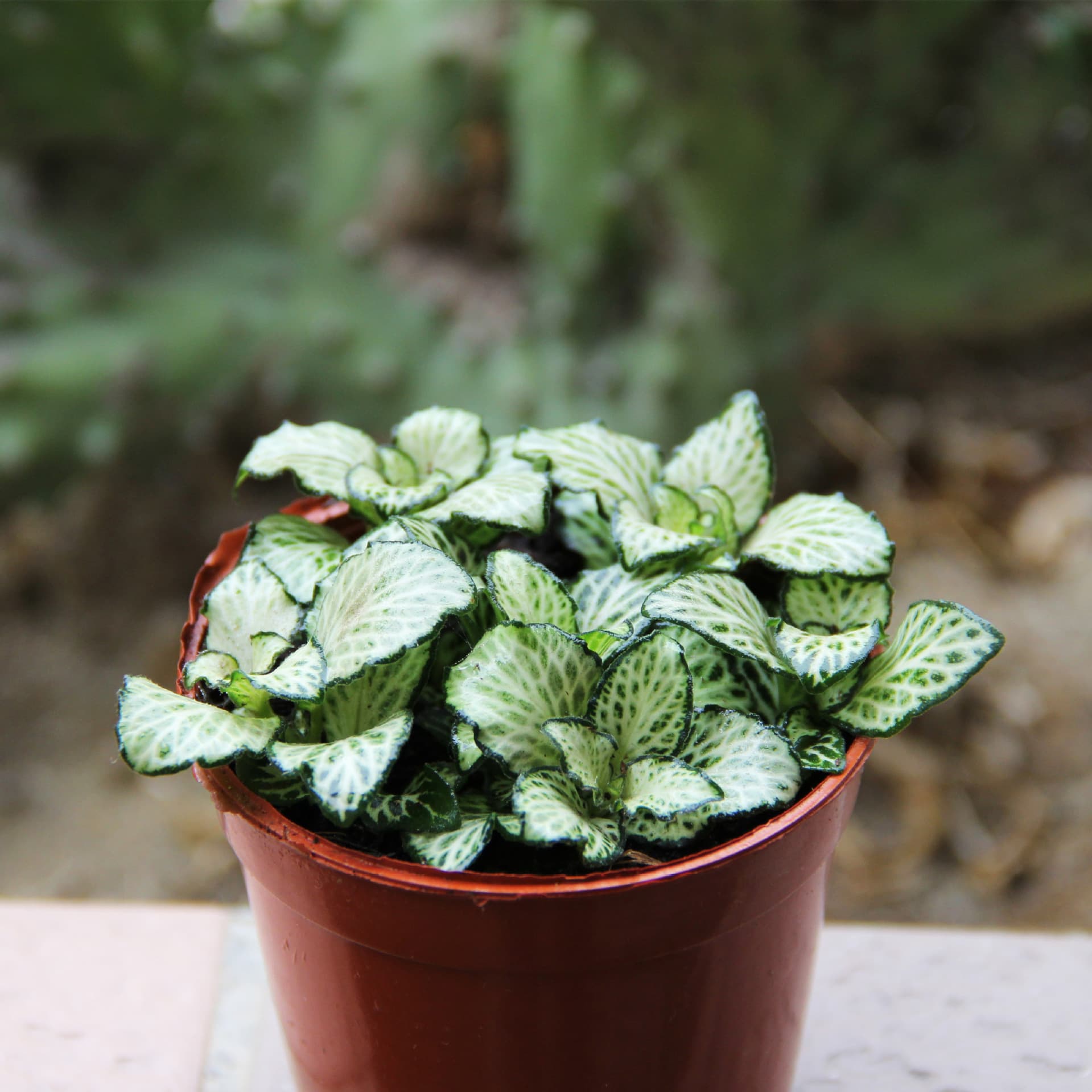 Base Directly Supplies Bai Xue Annie Reticulated Grass (80 #   )Flower Moss Micro Landscape Green Plant Potted Background Plant