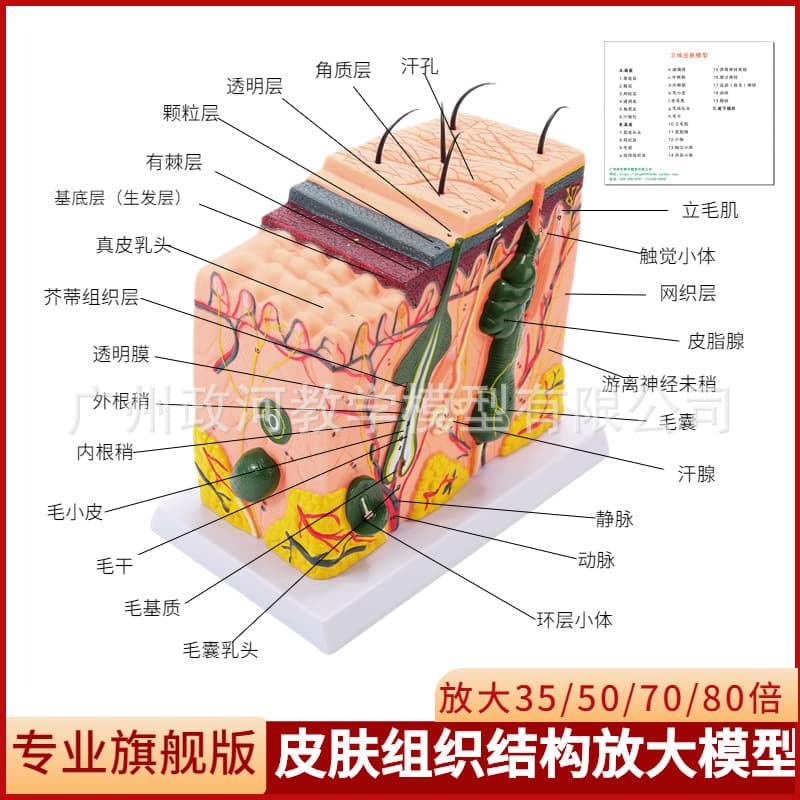 3D Skin Tissue Organ Structure Large Model Human Body Layered Dissection Mold for Beauty Shaping Hair Tool