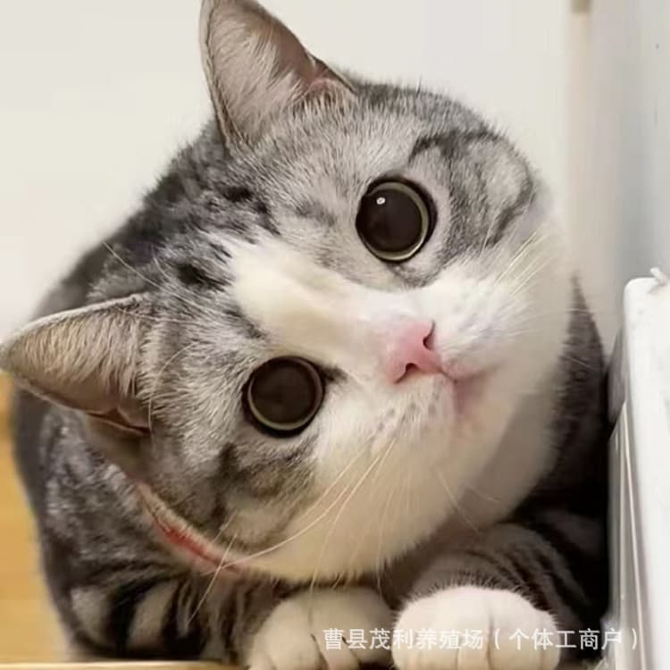 Purebred American Shorthair Kitten Live, Exotic Shorthair Kitten, Siamese Cat Live, Bengal Cat, Direct from Breeder