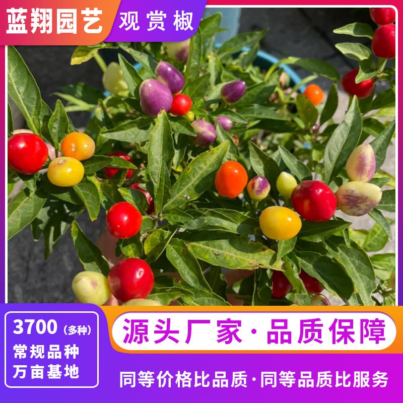 Ornamental Pepper Colorful Pepper Flower Seeds Potted Balcony Ornamental Pepper Longevity Pepper Five-Color Pepper Vegetable Seeds