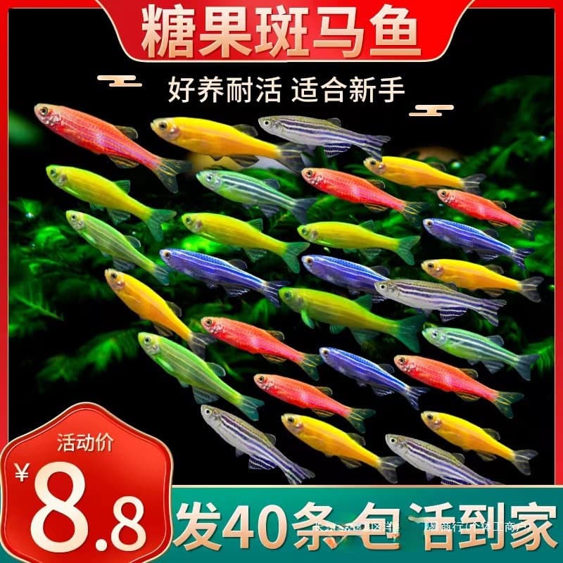 Small fish, tropical fish, ornamental fish, butterfly wing, long tail, zebrafish, guppy, traffic light fish, live fish, freshwater easy to raise
