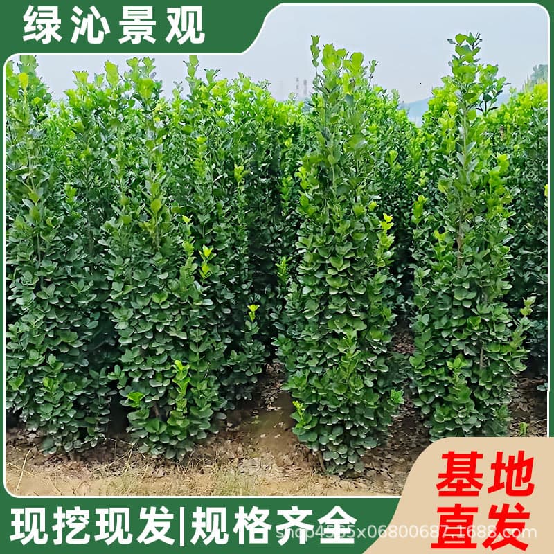 Hokkaido Boxwood Seedlings for Hedge Fence, Holly Tree Seedlings, Evergreen Cold-Hardy Garden Engineering Tree Seedlings
