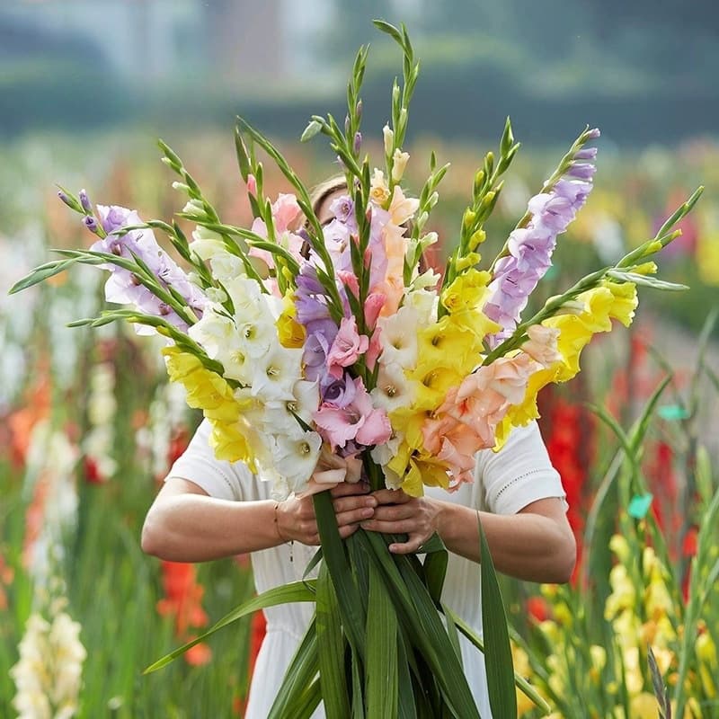 Gladiolus bulbs, perennial bulbs, flowers, Gladiolus bulbs, potted seed flowers, four-season courtyard gladioli bulbs