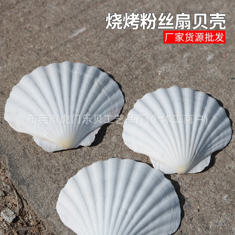 Garlic Vermicelli for BBQ White Large Scallop Steamed Scallop Hawaiian Half Shell Large Tray Shell Painting Handmade DIY