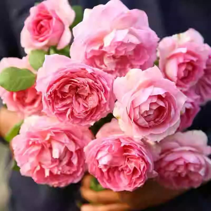 European Climbing Rose Bush Large Seedlings Fragrant Potted Flowers Courtyard Arch Reblooming Plant Vine Rose