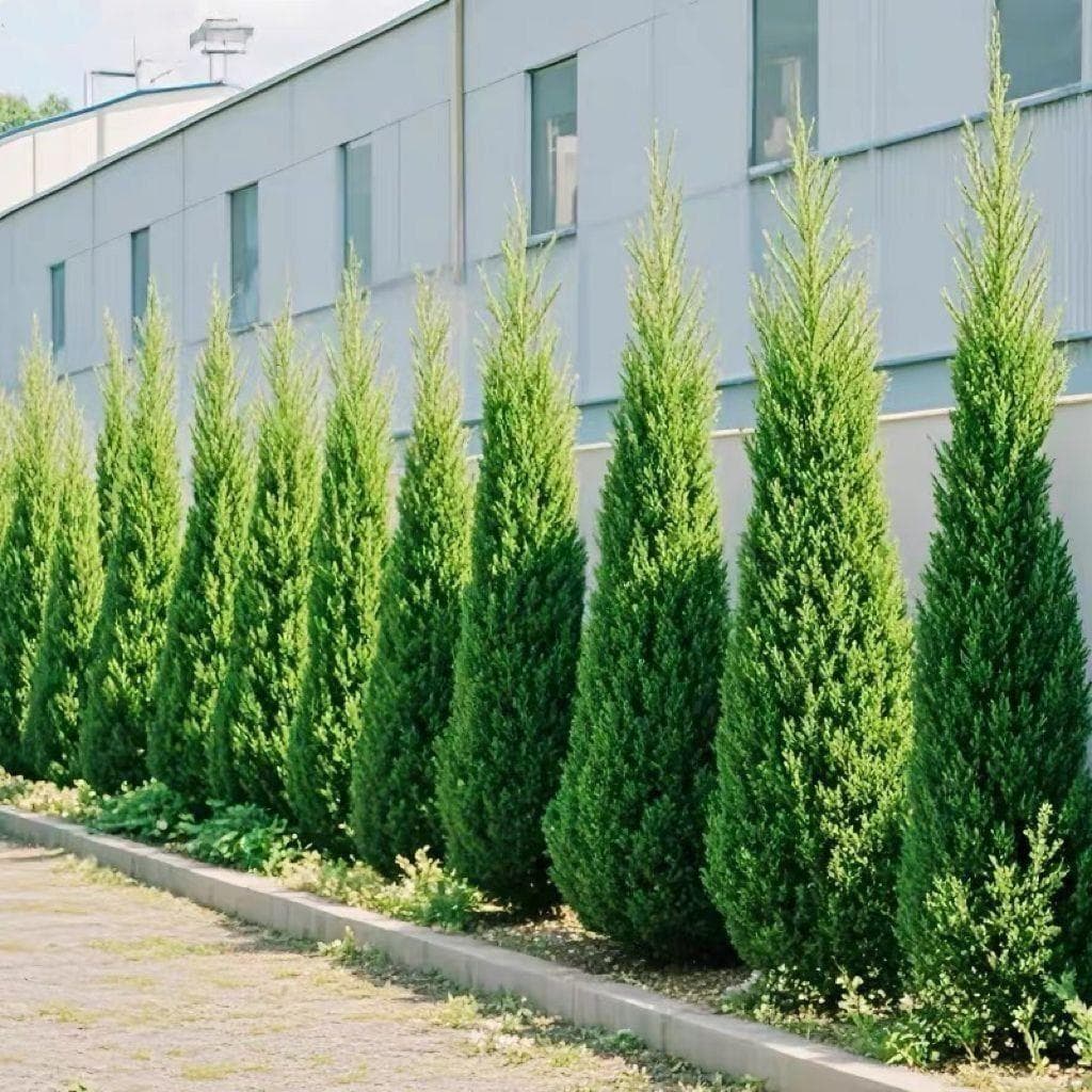 Tower Cypress Seedlings, Platycladus orientalis, Arborvitae, Oriental Arborvitae, Sabina chinensis, Pine, Tower Pine, Dragon Juniper, Greening Seedlings, Evergreen