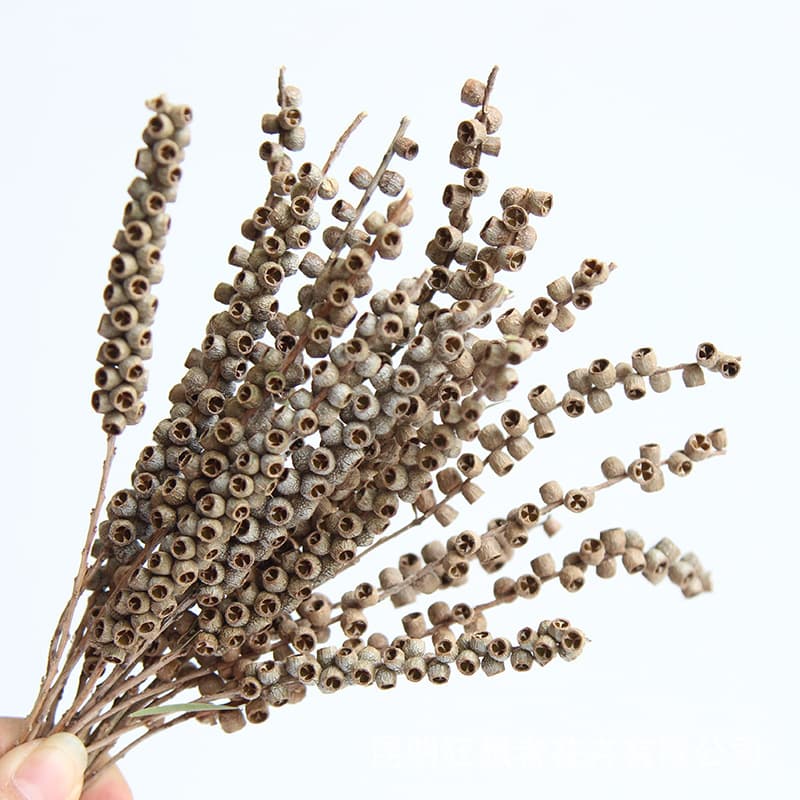Rhapsodist Twig Bodhi Seed Natural Plant Handmade DIY Material Scented Candle Sachet Plant Specimen Dried Fruit