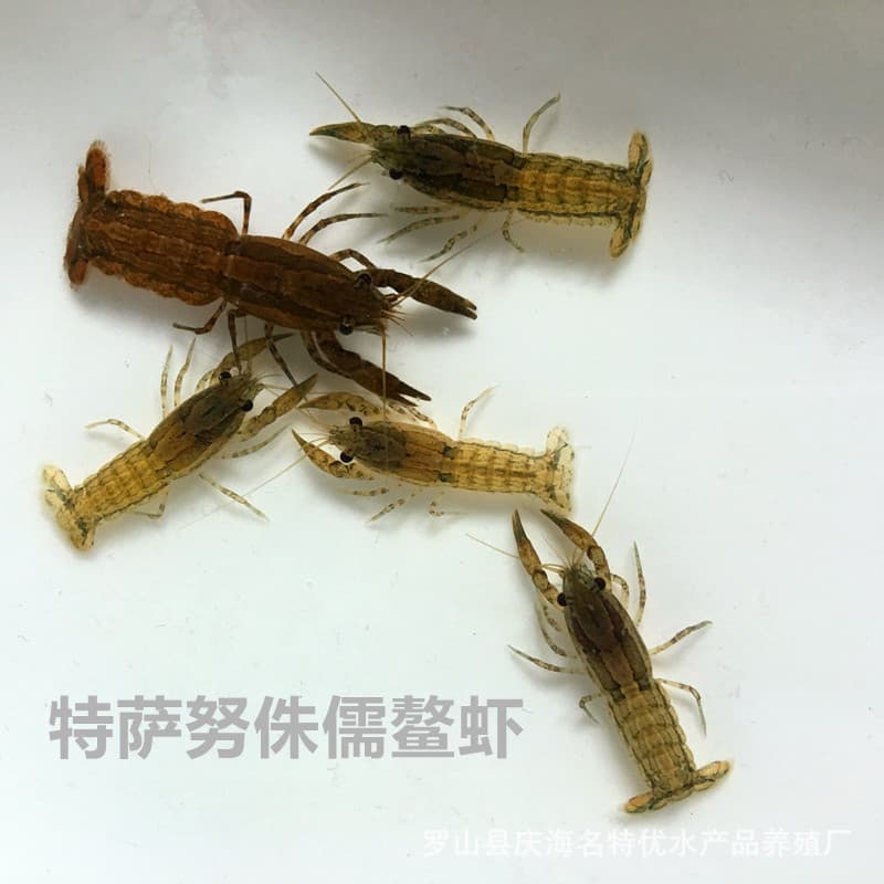 Tessano Dwarf Crayfish Mini Crayfish Snail-Eating Ornamental Pet