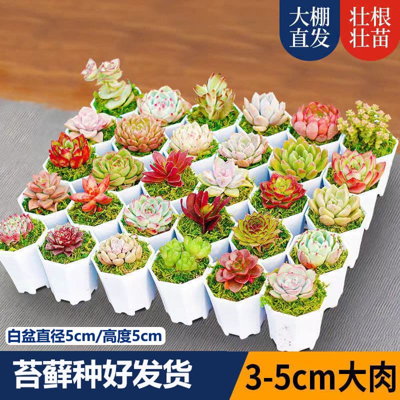 Free Shipping Succulent Plants with Pots, Small Potted Succulents for Kindergarten Gifts, Prizes, Promotional Events, and Presents