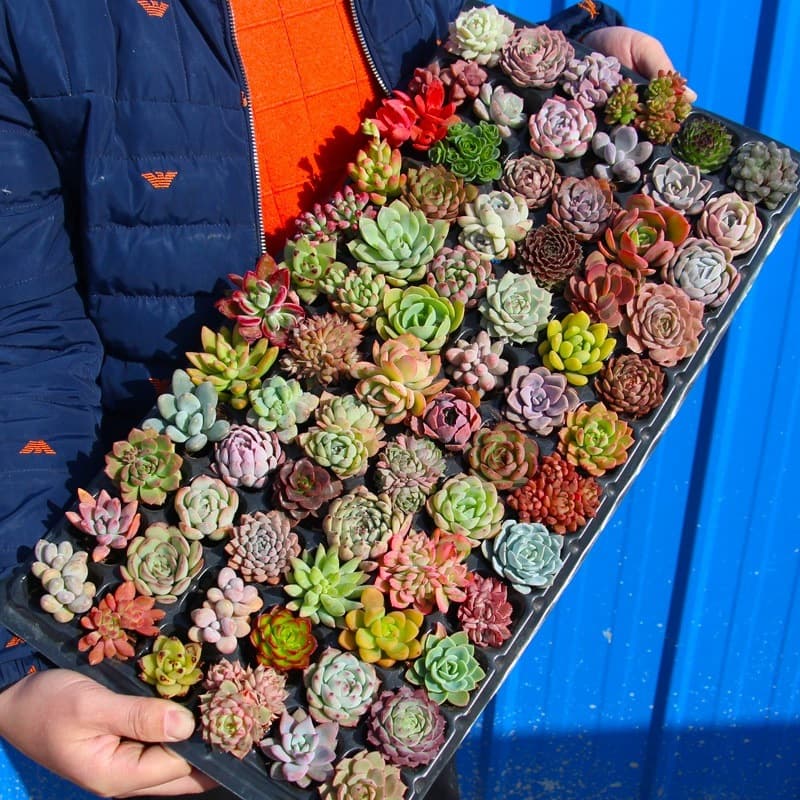 Wholesale succulent plants with trays, succulent seedlings, plug tray seedlings, DIY planting, kindergarten activity gifts