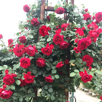 Large-flowered fragrant rose seedlings for garden climbing vines, balcony potted roses, multi-season blooming