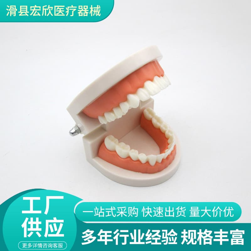 Dental Model Dental Teaching Teeth Model False Teeth Dental Model Mold Removable Caries Model Implant Anchor Screw