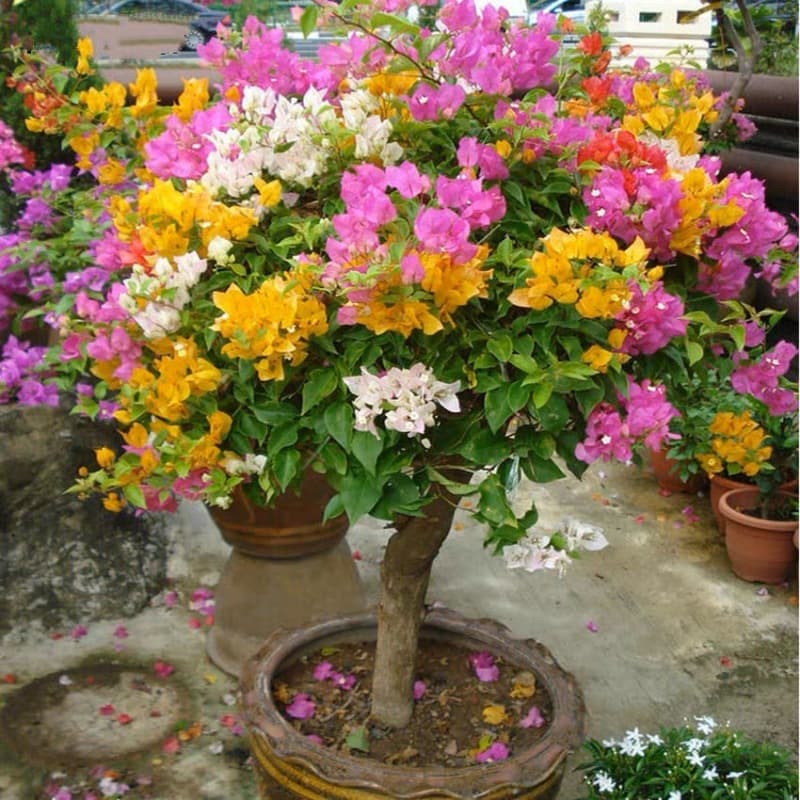 Bougainvillea Large Flowering Potted Plant, Ever-Blooming Climbing Double-Petal Variety, Indoor Balcony Garden Tree Seedling