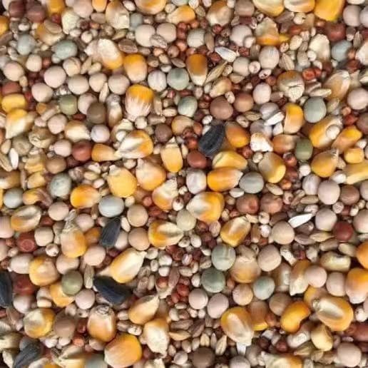 Northeastern Pigeon Food Bird Feed Corn-Free Pigeon Food for Young Pigeons, Adult Pigeons, Ornamental Pigeons, Racing Pigeons, Health Care Sand, Free Shipping