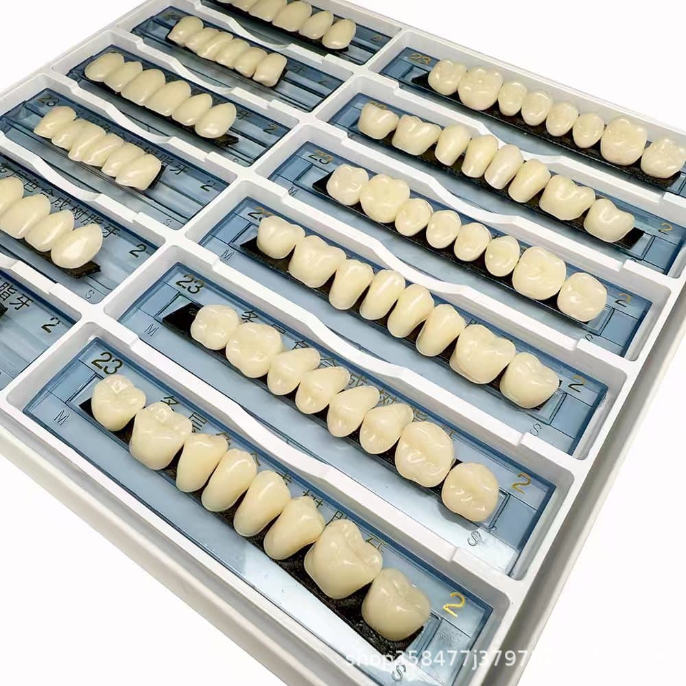 Resin Teeth Full Set Dental Oral Teaching Model Fake Teeth Student Practice Plastic Teeth Model