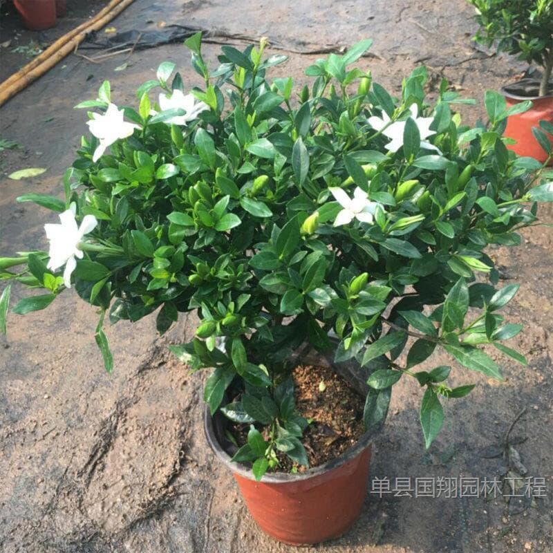 Gardenia Seedling Large-Leaf Peony Standard Gardenia Small-Leaf Potted Plant Blooms Year-Round Fragrant Single-Stem Seedling Balcony