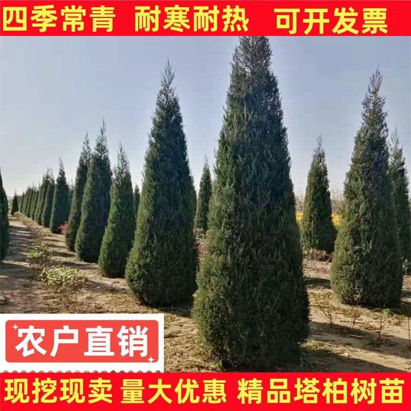 Cypress Saplings, Pine Saplings, Cypress Saplings, Platycladus Saplings, Platycladus Saplings, Evergreen All Year Round