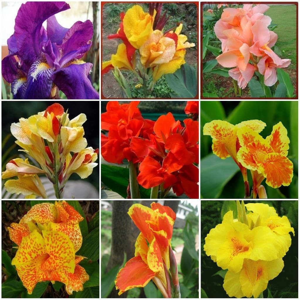 Canna Lily Seeds, Perennial Root Flowers, Dwarf Canna, Small Canna, Easy-to-Grow Garden Flower Seeds