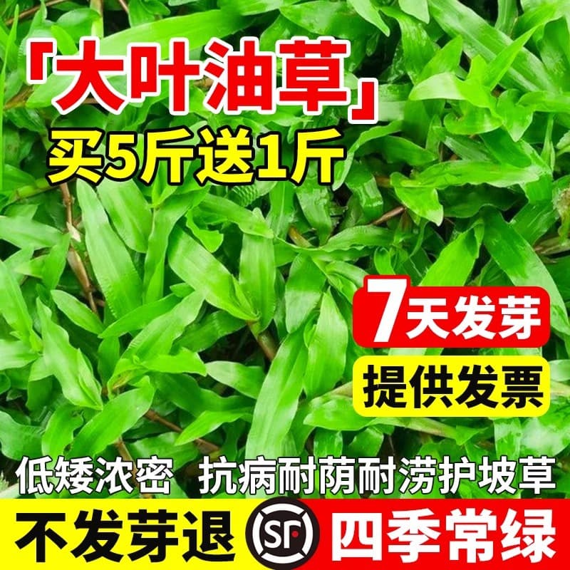 Large-leaved oilgrass seeds, large-leaved oilgrass grass seeds, slope protection, large-leaved oilgrass, evergreen grass seeds, red-eared slider grass seeds.